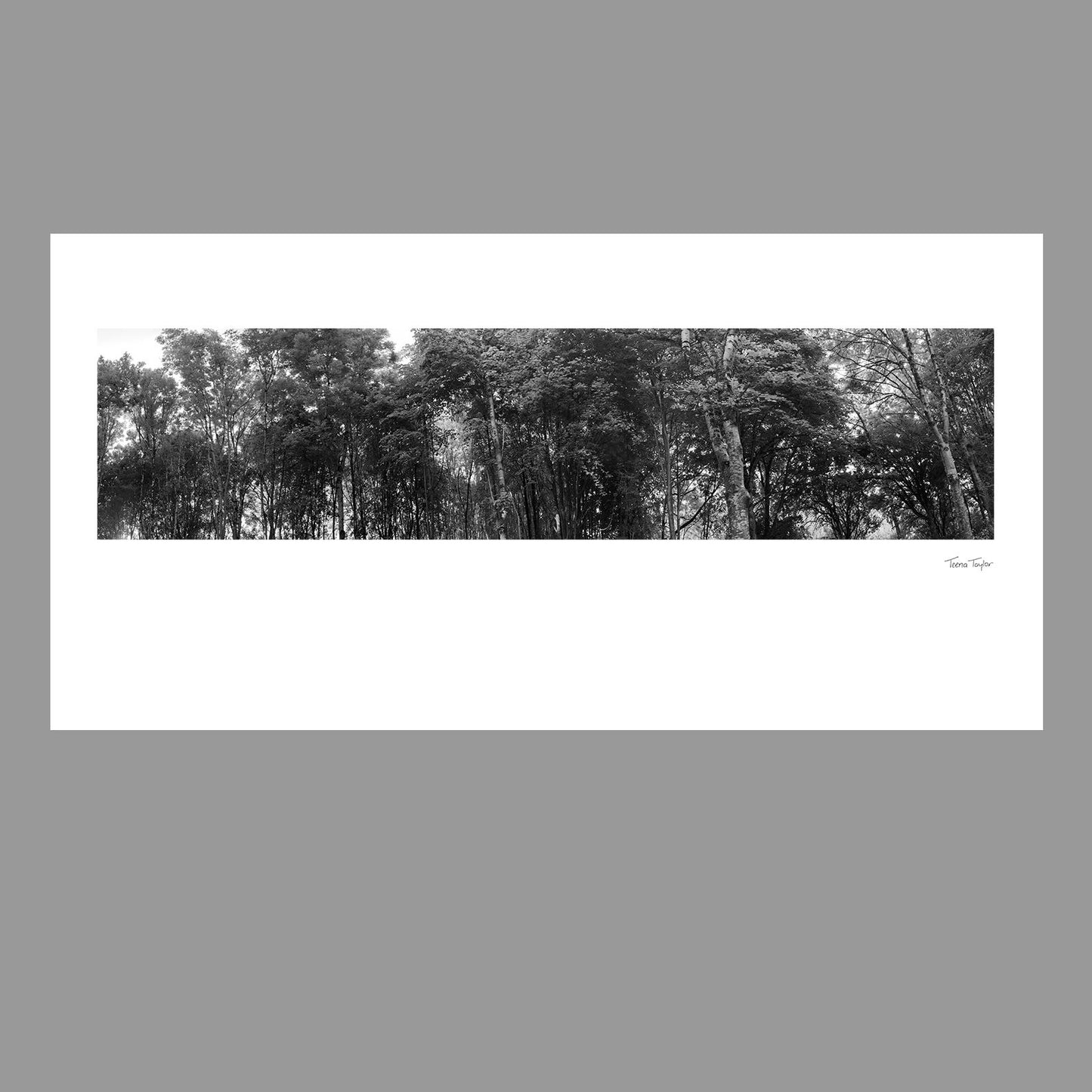 Woodland panoramic landscape, a photographic print capturing the glorious colour and texture of the tree tops. Colour or b/w.