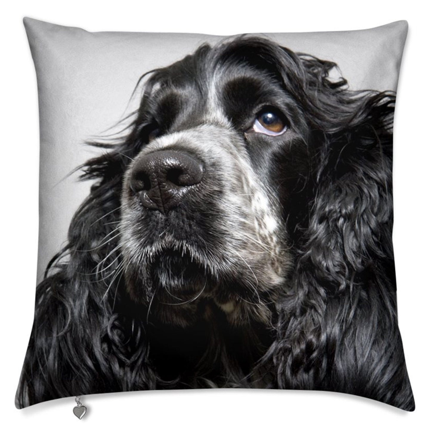 Lux Velvet Dog Cushion Collection: featuring a stunning portrait of a Blue Picardy Spaniel puppy, luxurious velvet, two sizes, 16" and 20"