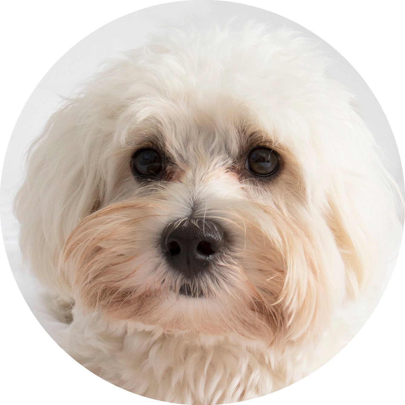 Malti-poo Christmas bauble, bone china, stylish dog design, 65mm diameter, dark red velvet ribbon, unique Christmas tree decoration.