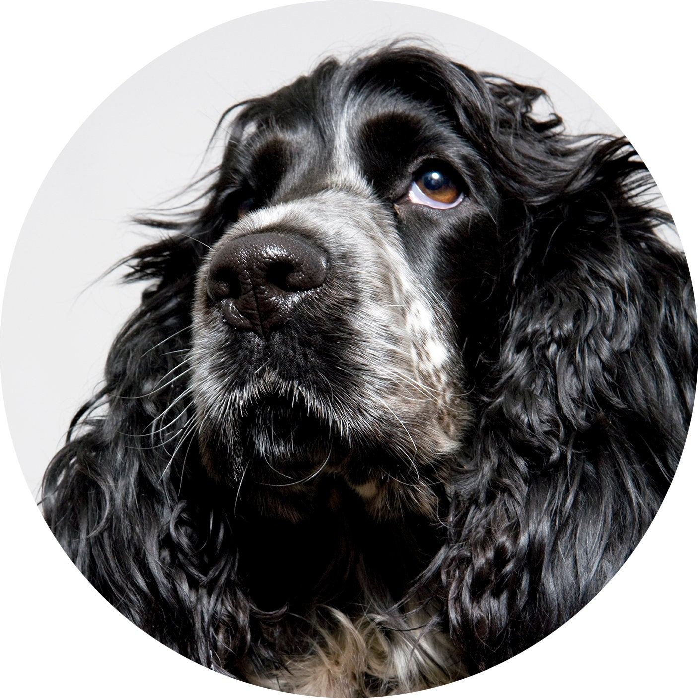 Spaniel Christmas bauble, bone china, stylish dog design, 65mm diameter, dark red velvet ribbon, unique Christmas tree decoration.