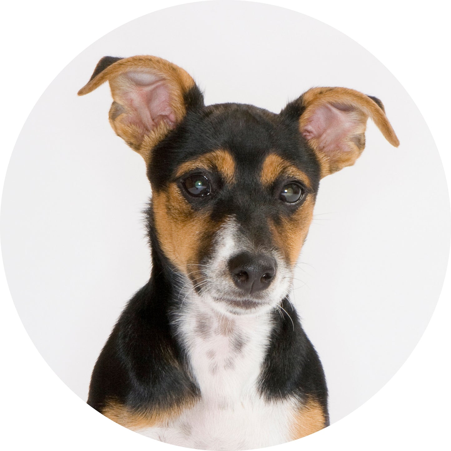 Jack Russell Christmas bauble, bone china, stylish dog design, 65mm diameter, dark red velvet ribbon, unique Christmas tree decoration.