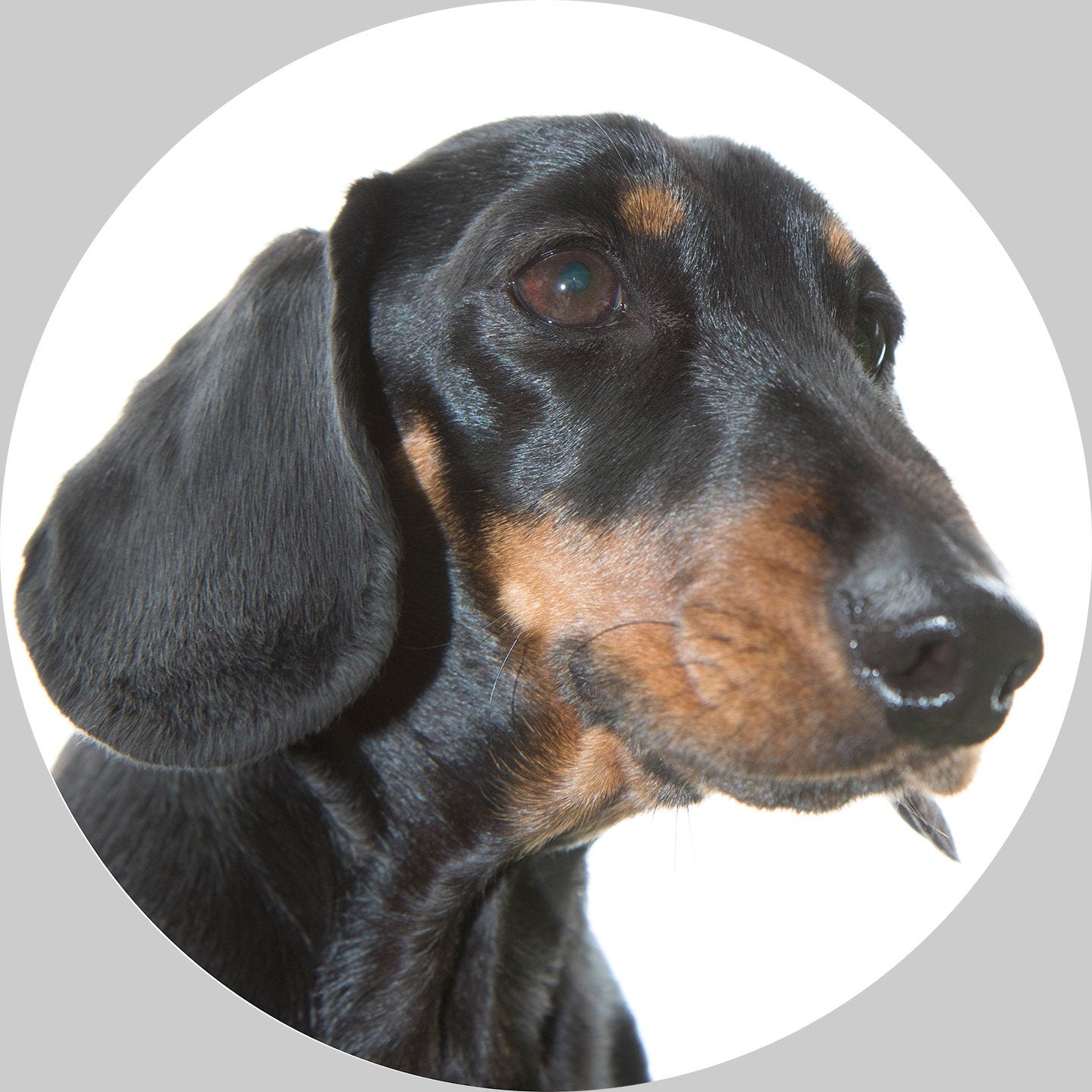 Dachshund Christmas bauble, bone china, stylish dog design, 65mm diameter, dark red velvet ribbon, unique Christmas tree decoration.