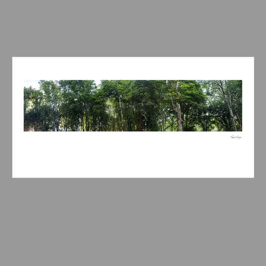 Woodland panoramic landscape, a photographic print capturing the glorious colour and texture of the tree tops. Colour or b/w.