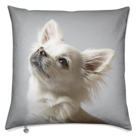 Lux Velvet Dog Cushion Collection: featuring a stunning photographic portrait of a Chihuahua puppy, luxurious velvet, two sizes, 16" and 20"