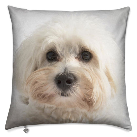Lux Velvet Dog Cushion Collection: featuring a stunning photographic portrait of a Malti-poo puppy, luxurious velvet, two sizes, 16" and 20"