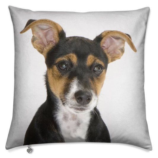 Lux Velvet Dog Cushion Collection: featuring a stunning portrait of a Jack Russell Terrier puppy, luxurious velvet, two sizes, 16" and 20"
