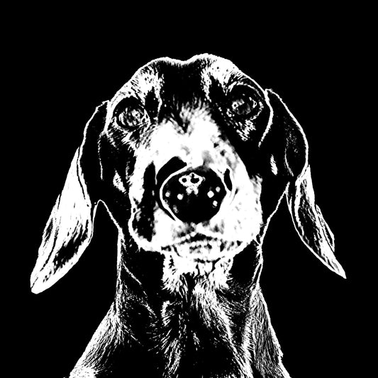 Elevate Your Space with a Dachshund dog-Inspired Cushion, (includes poly-fibre pad), two sizes 16" or 20" square.