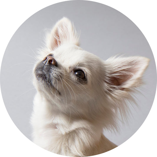 Chihuahua Christmas bauble, bone china, stylish dog design, 65mm diameter, dark red velvet ribbon, unique Christmas tree decoration.
