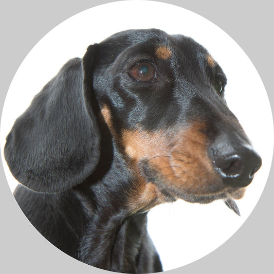 Dachshund Christmas bauble, bone china, stylish dog design, 65mm diameter, dark red velvet ribbon, unique Christmas tree decoration.